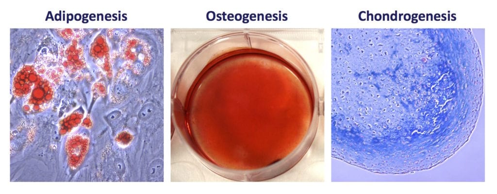 Cell Adipogenesis, Osteogenesis, and Chondrogenesis