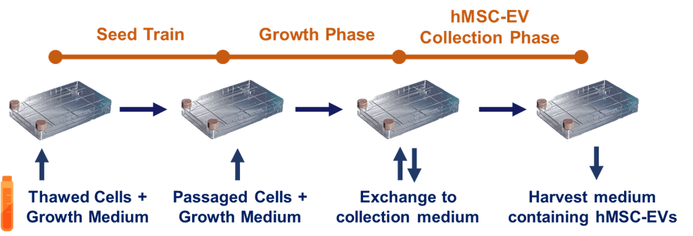 hMSC-EV/exosome manufacturing