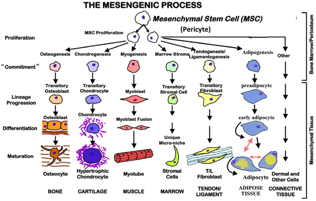 The-Mesengenic-process