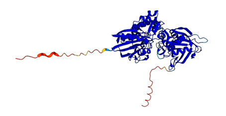 Structure of CD73